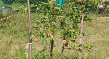 Je možné přesadit dospělou jabloň na jiné místo, kdy a jak to udělat správně